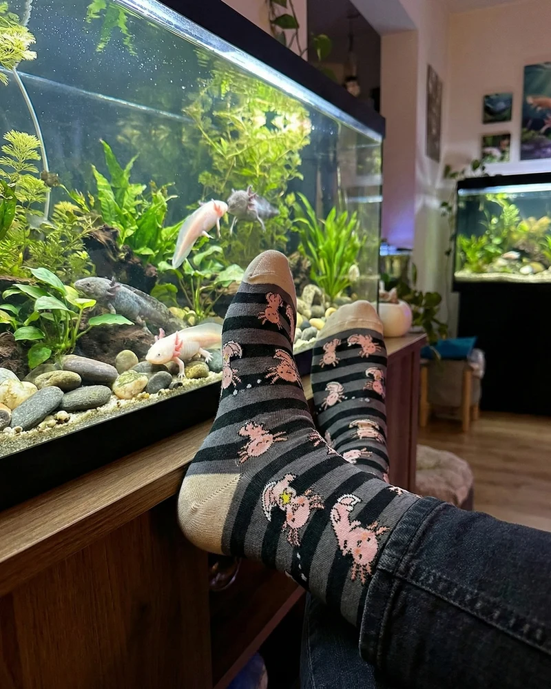 Axolotl Socks Cute Funny