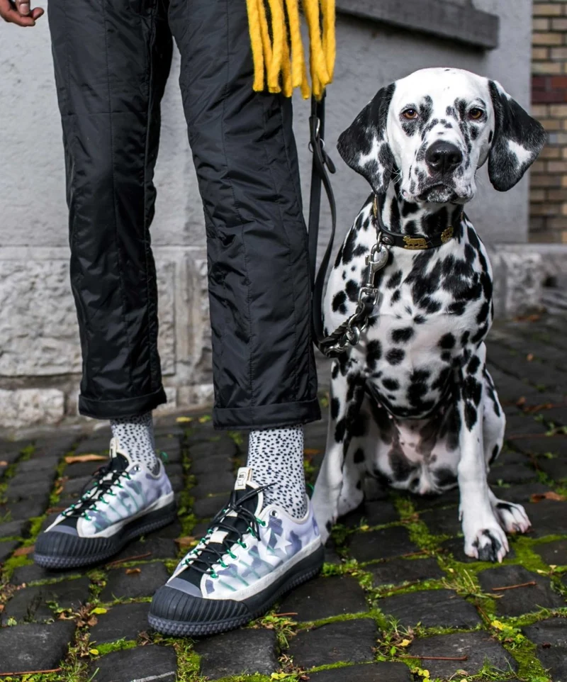 Dalmatian